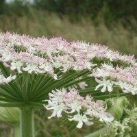 Giant Hogweed